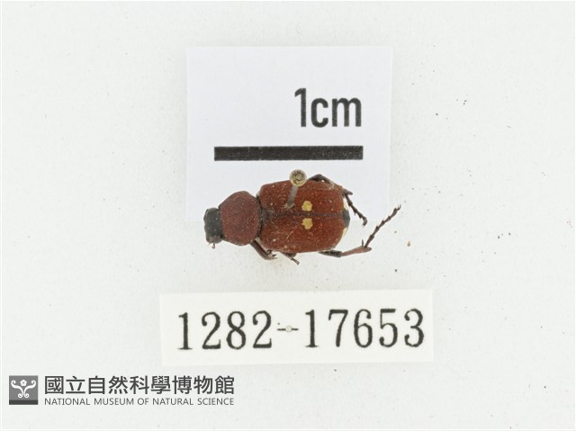 血紅虎斑花金龜藏品圖，第1張