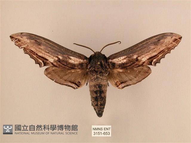 臺灣鋸翅天蛾藏品圖，第1張