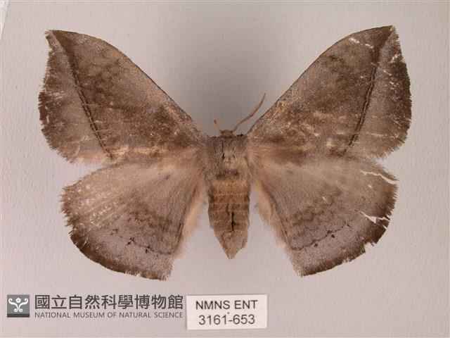 蓬萊灰紋帶蛾藏品圖，第1張