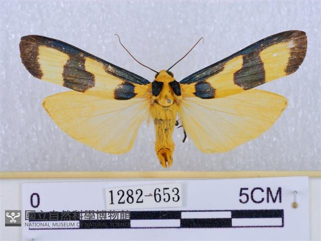 閃光苔蛾藏品圖，第1張