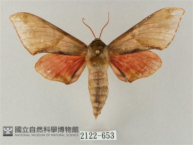 榆綠天蛾藏品圖，第1張