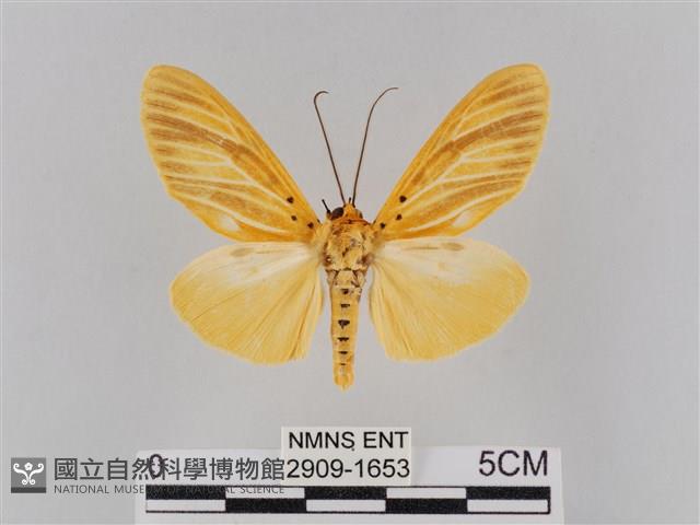 橙擬燈蛾藏品圖，第1張