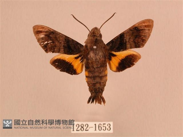 灰紋長喙天蛾藏品圖，第1張