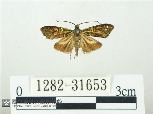 叉紋閃舞蛾藏品圖，第1張