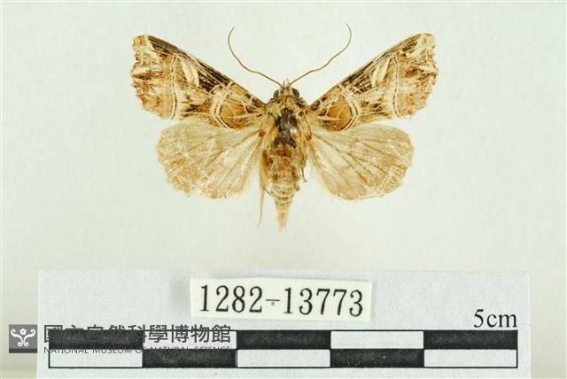 紅暈散紋夜蛾藏品圖，第1張