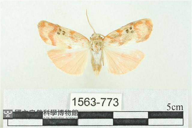 臺雪苔蛾藏品圖，第1張