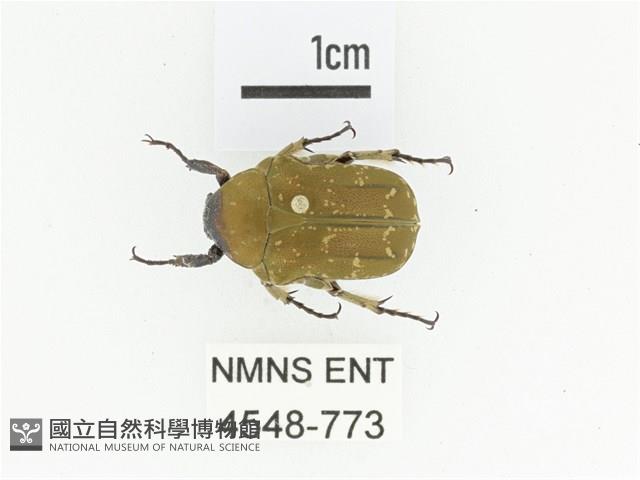 銅點花金龜藏品圖，第1張