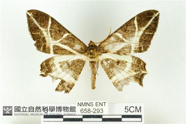 樹形尺蛾藏品圖，第1張