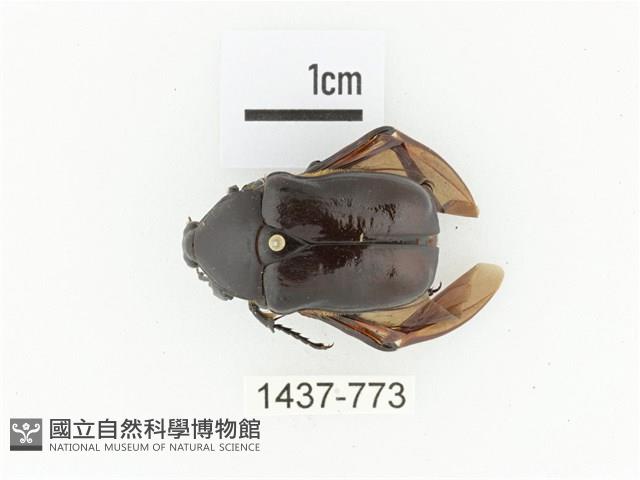 姬黑騷金龜藏品圖，第1張