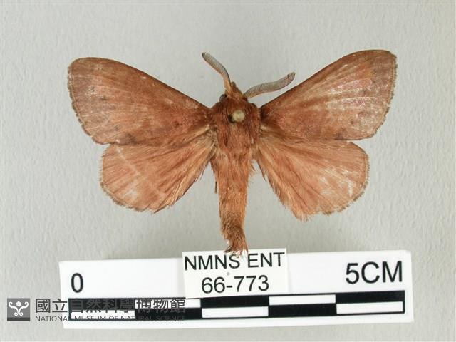 馬尾松枯葉蛾藏品圖，第1張