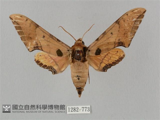 廣東鷹翅天蛾藏品圖，第1張