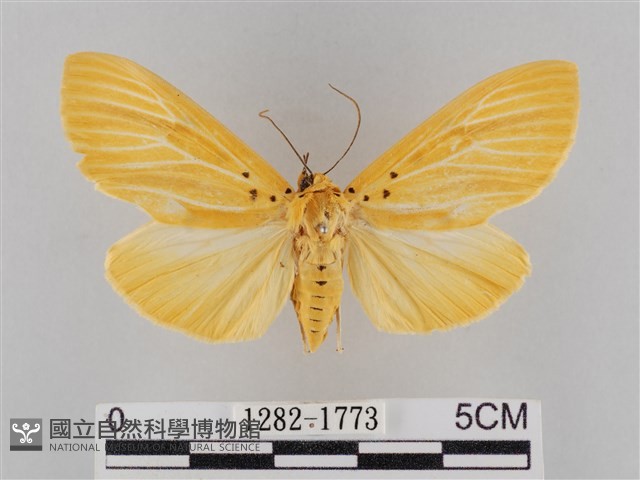 橙擬燈蛾藏品圖，第1張