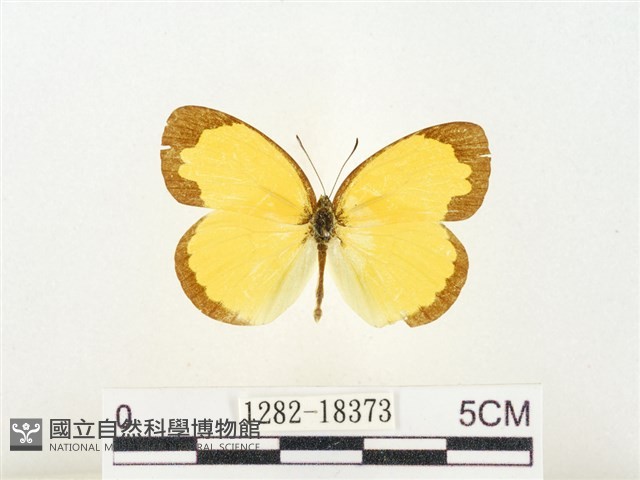 島嶼黃蝶、江崎黃蝶藏品圖，第1張