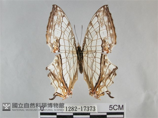 網絲蛺蝶、石牆蝶藏品圖，第1張