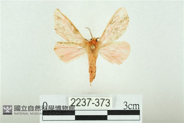 三條橙燈蛾藏品圖，第1張
