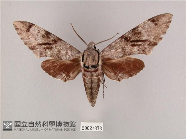 粗斜紋天蛾藏品圖，第1張