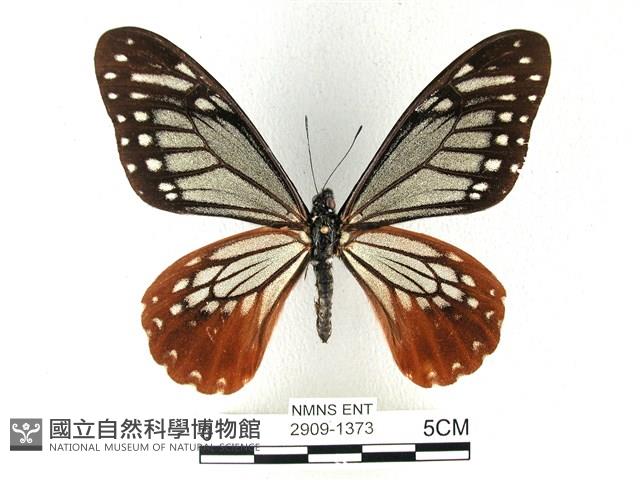 斑鳳蝶藏品圖，第1張