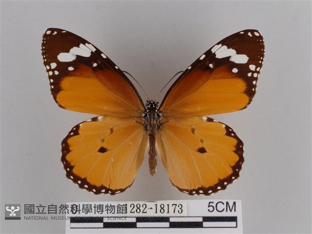 樺斑蝶藏品圖，第1張
