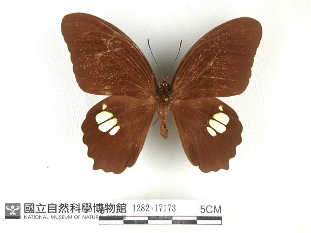 無尾白紋鳳蝶藏品圖，第1張