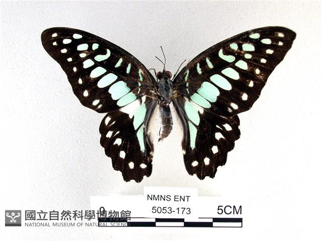 木蘭青鳳蝶藏品圖，第1張