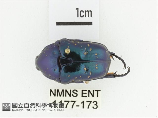 藍艷白點花金龜藏品圖，第1張