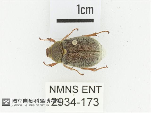 黃腹黑金龜藏品圖，第1張