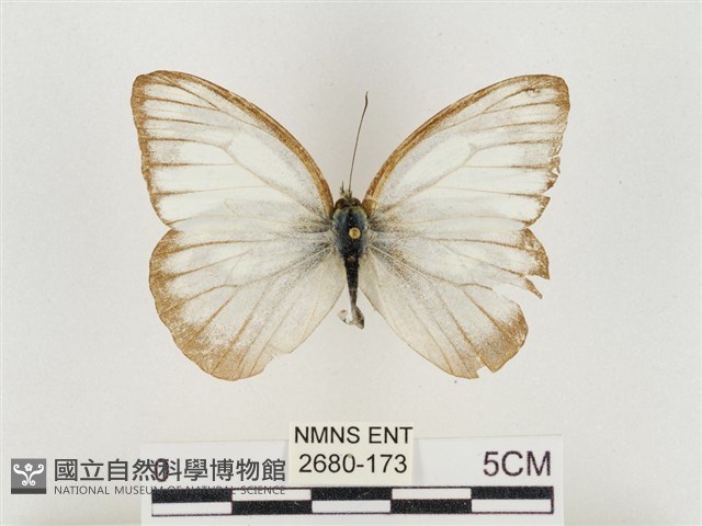 淡褐脈粉蝶藏品圖，第1張