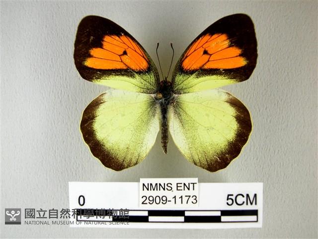 異粉蝶、雌白黃蝶藏品圖，第1張