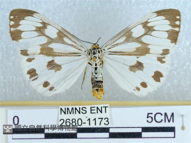 粉蝶燈蛾藏品圖，第1張