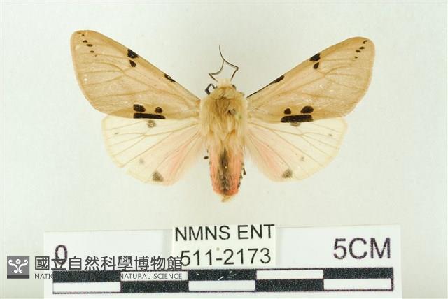 棍棒污燈蛾藏品圖，第1張