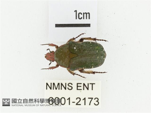 艷邊花金龜藏品圖，第1張