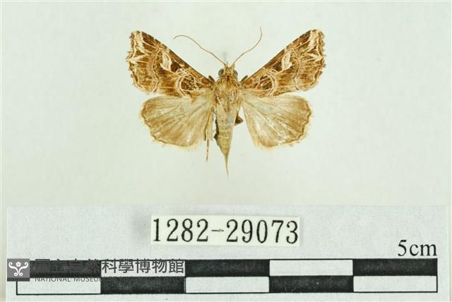 弧角散紋夜蛾藏品圖，第1張