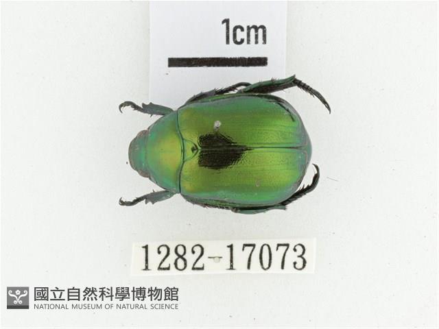 艷金龜藏品圖，第1張