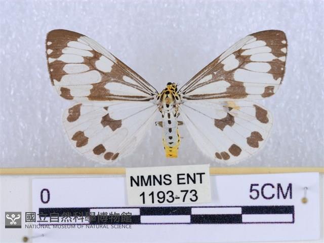 粉蝶燈蛾藏品圖，第1張