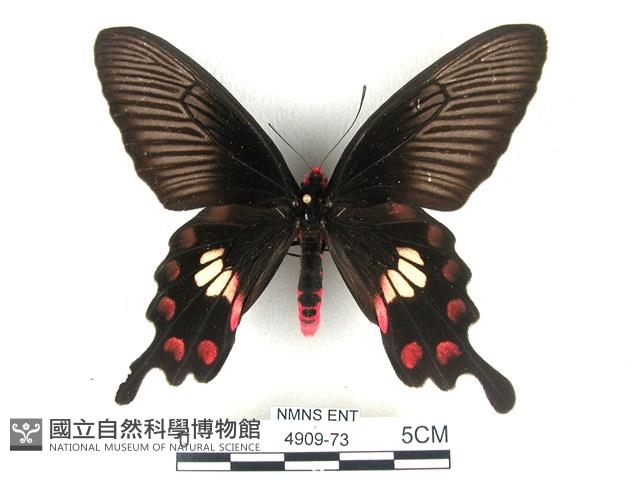 紅珠鳳蝶藏品圖，第1張