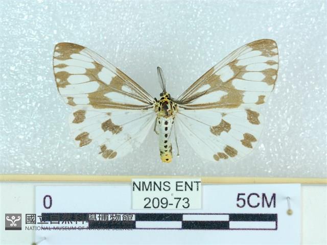 粉蝶燈蛾藏品圖，第1張