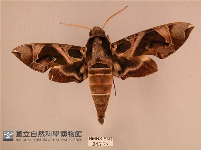 暗綠白腰天蛾藏品圖，第1張