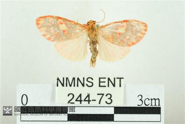 三色豔苔蛾藏品圖，第1張