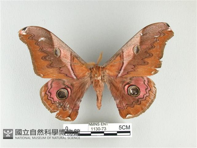 雙黑目天蠶蛾藏品圖，第1張