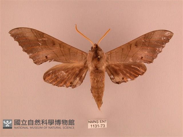 栗六點天蛾藏品圖，第1張