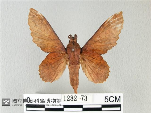 鋸緣枯葉蛾藏品圖，第1張