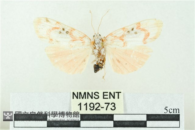 臺雪苔蛾藏品圖，第1張
