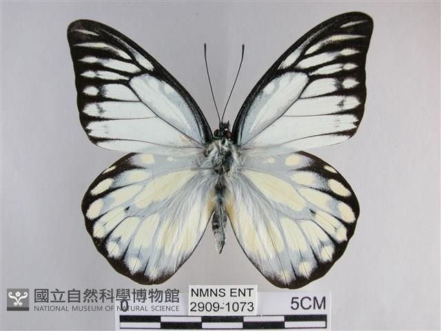 鋸粉蝶藏品圖，第1張