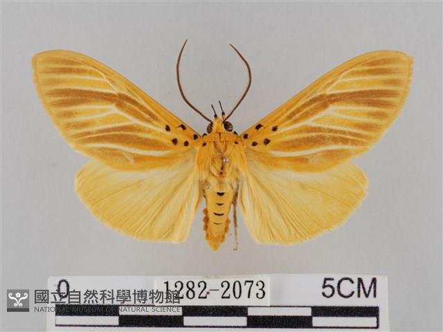 橙擬燈蛾藏品圖，第1張