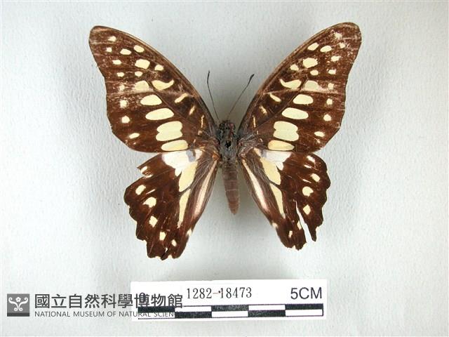 木蘭青鳳蝶藏品圖，第1張