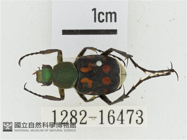 黃肩長腳花金龜藏品圖，第1張