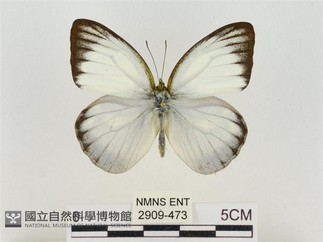 淡褐脈粉蝶藏品圖，第1張