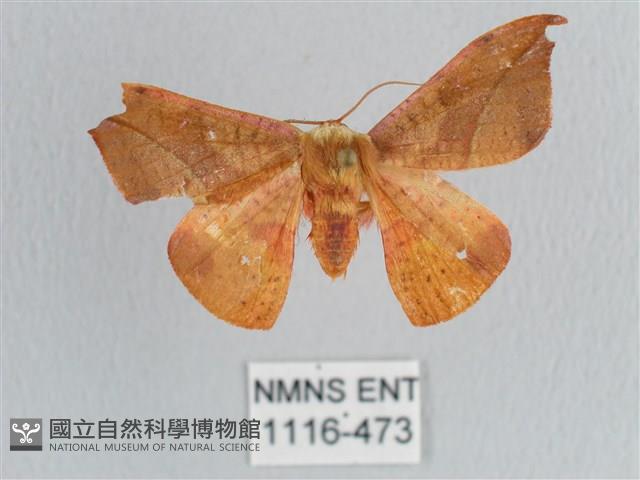 銀端帶鉤蛾藏品圖，第1張