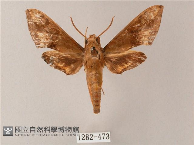 臺灣白肩天蛾藏品圖，第1張