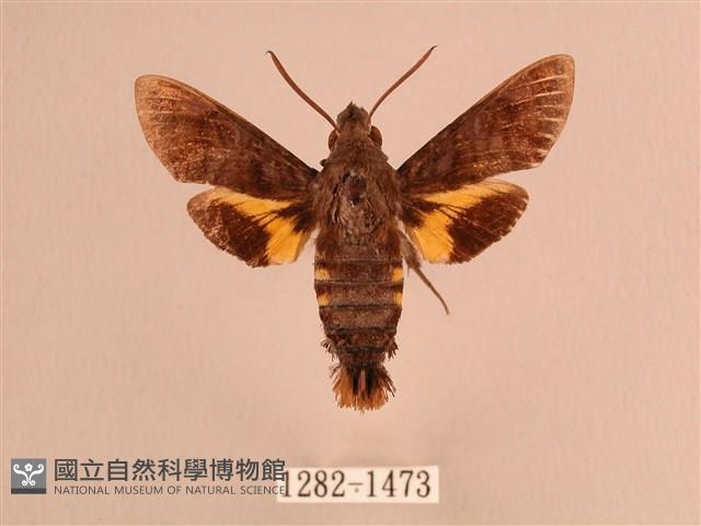 灰紋長喙天蛾藏品圖，第1張